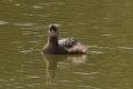 Pied-billed Grebe 2014-01-25_1